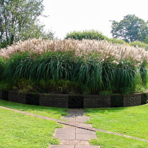 Miskant chiński Silberfeder (C2)