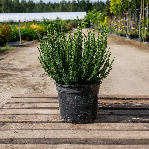 Wrzos pospolity biały pączkowy