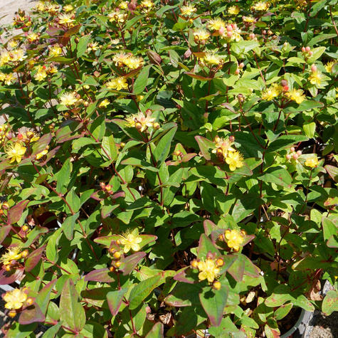 Dziurawiec bezwonny Red Fame (C2)