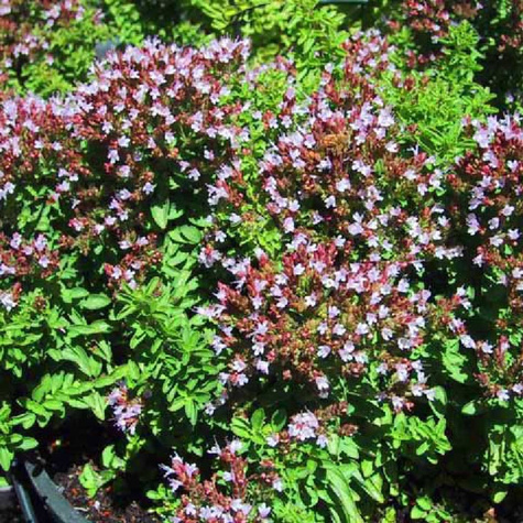 Lebiodka pospolita Oregano Compactum (P9)