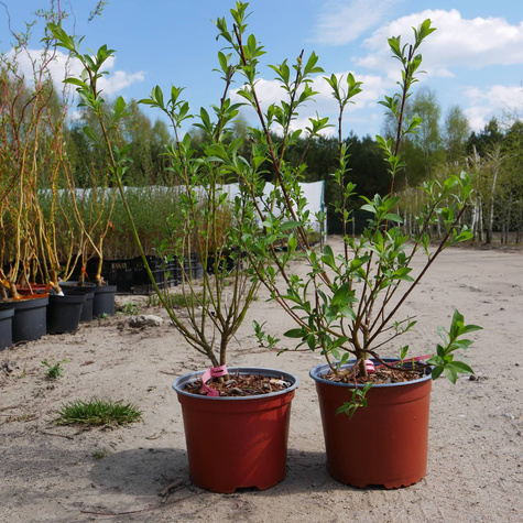 Wierzba wiotka mt aso