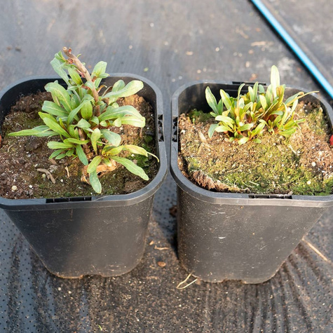 Wiesiołek ozdobny missouryjski Oenothera macrocarpa