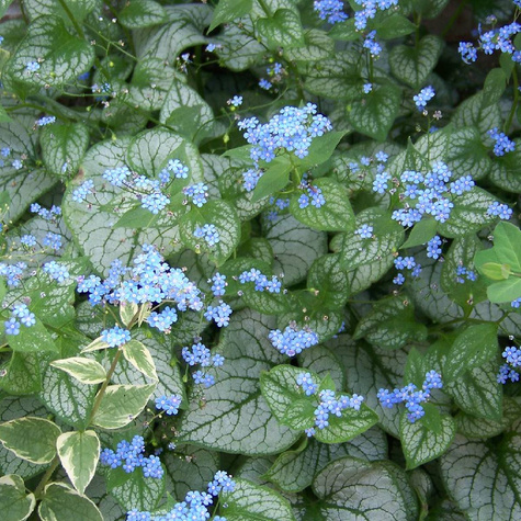 Brunnera wielkolistna Jack Frost (C2)