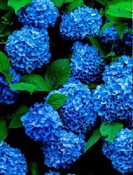 Hortensja ogrodowa Nikko Blue (C2)