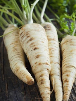Pietruszka korzeniowa Jagienka średniopóźna 100g