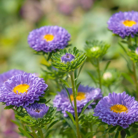 Aster półpełny Iskra liliowa 1g