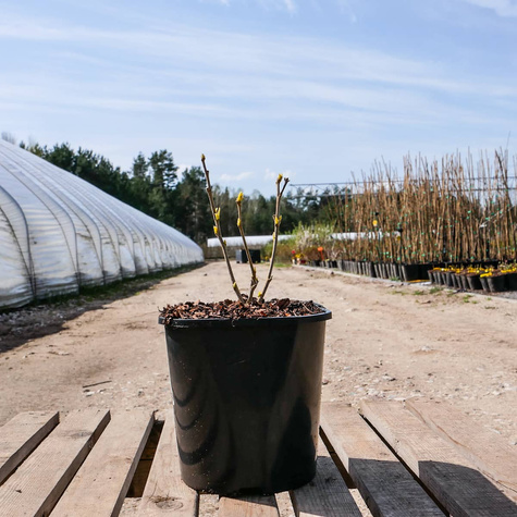 Ketmia syryjska Hibiskus Red Heart (C2)