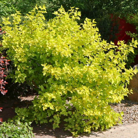 Pęcherznica kalinolistna Angel Gold (C2)