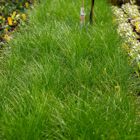 Kostrzewa miotlasta Teddybear niedźwiedzie futro (C2)