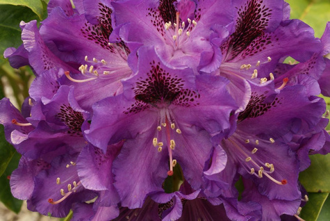 Rododendron Polarnacht purpurowo-fioletowy (C2)