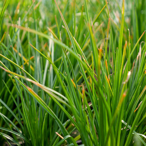 Trytoma Poco Red (C2)