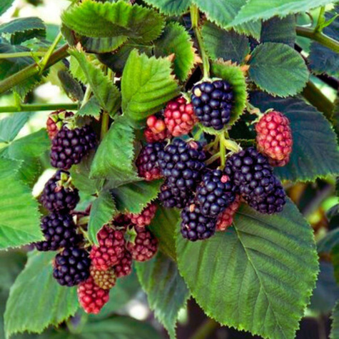 Jeżyna wielkoowocowa Chester w doniczce