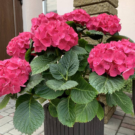 Hortensja ogrodowa Hot Red (C2)