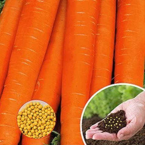 Nasiona otoczkowane Marchew jadalna Nantes 2 średniowczesna 400 ziaren