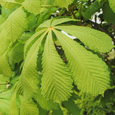 Kasztanowiec zwyczajny miododajny (C2)