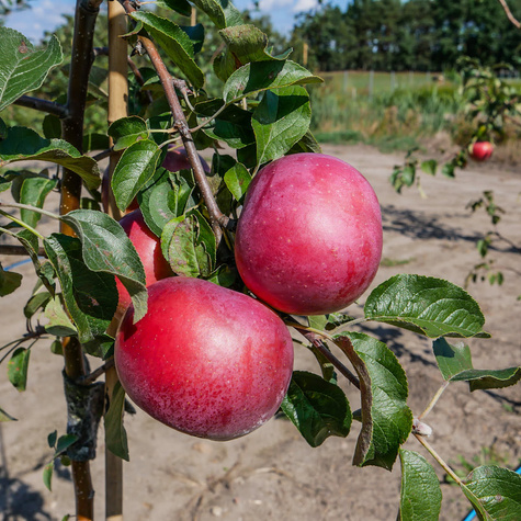 Jabłoń Fantazja Plant Pack