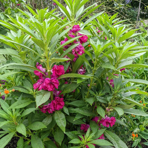 Niecierpek Balsamina Sandra Lilia 2g