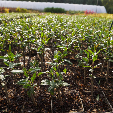 Ligustr Liguster pospolity Miododajny (P9)