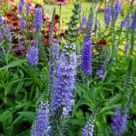 Przetacznik kłosowy niebieski