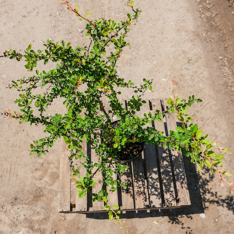 Berberys thunberga Smaragd