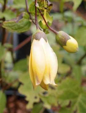 Kirengeszoma koreańska