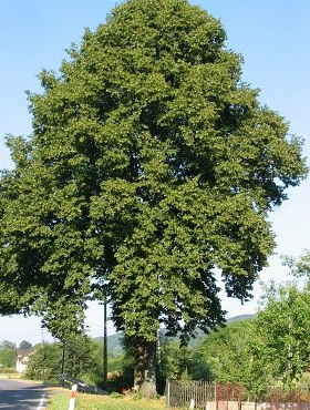 Lipa szerokolistna (obw. 8/12cm H200/300)
