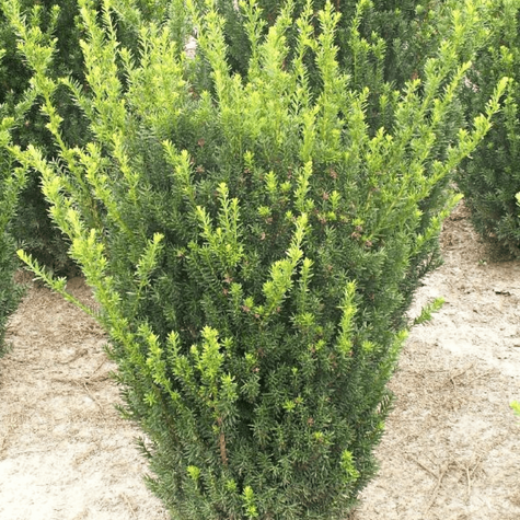 Cis pośredni Hillii (P9)