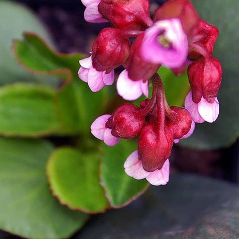 Bergenia sercolistna Rotblum
