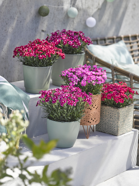 Goździk ogrodowy Best Friends Forever Red