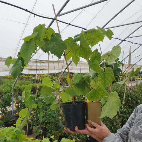 Winorośl winogrona Kiszmisz 342 zielona bezpestkowa