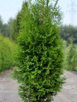 Thuja Tuja Żywotnik zachodni 'Zákány Sövény'