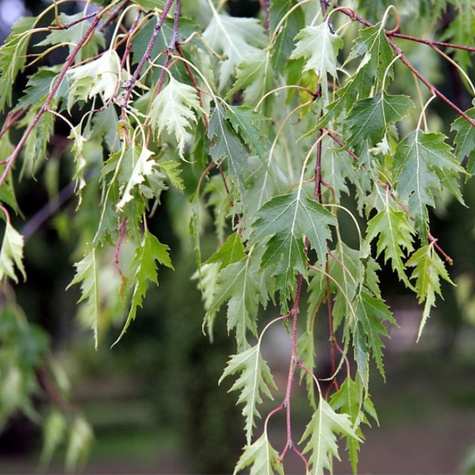 Brzoza brodawkowata Dalecarlica (C2)