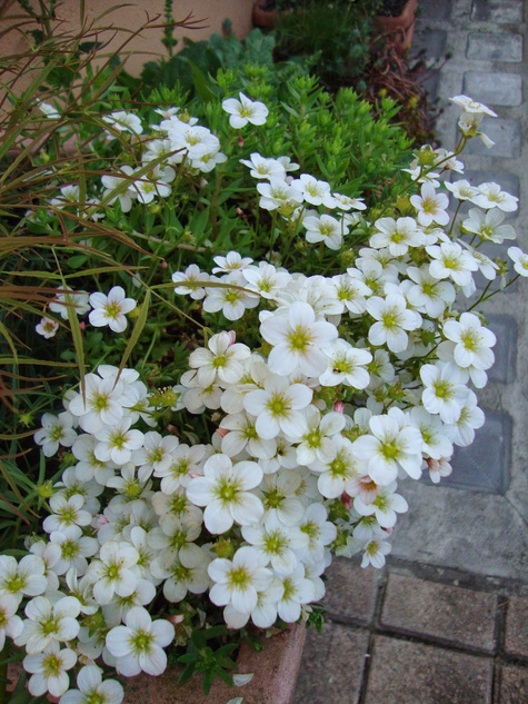 Skalnica Andersa biała (C2)