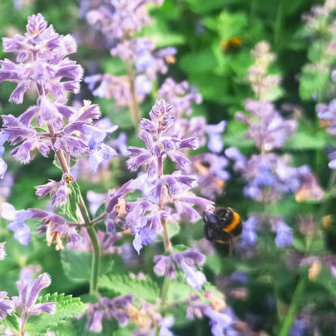 Kocimiętka 0,5g Vilmorin