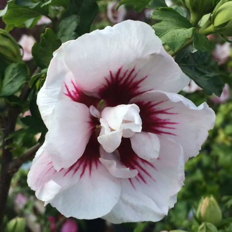 Ketmia syryjska Hibiskus Lady Stanley (C2)