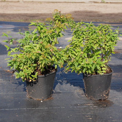 Tawuła japońska Genpei Shirobana dwubarwna (C1.7)