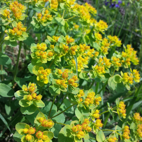 Wilczomlecz pstry (C2)