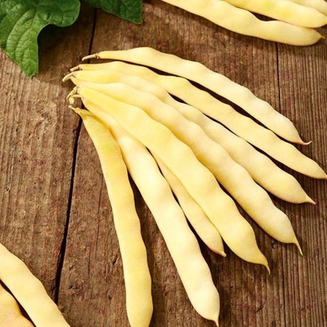 Fasola szparagowa żółta karłowa bezłykowa Bis 30g