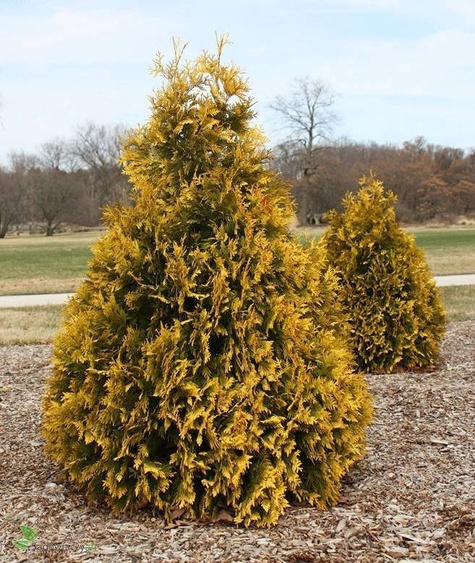 Thuja Tuja Żywotnik zachodni Sunkist (C2)