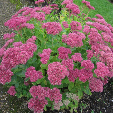 Rozchodnik okazały Brillant (C2)