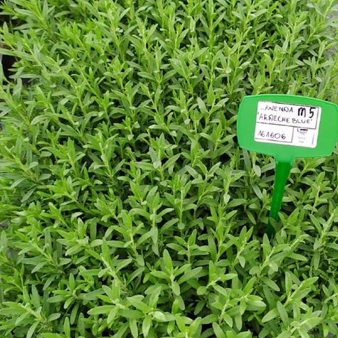 Lawenda wąskolistna (C2)