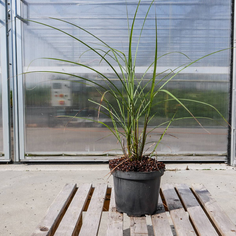 Miskant chiński Ferner Osten (C2)