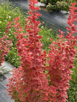 Berberys Thunberga Orange Pilar (C2)