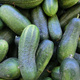 Nasiona na taśmie Ogórek gruntowy Alhambra F1 5m