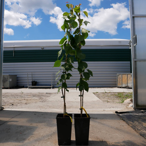 Morela Big Red w doniczce (C2)