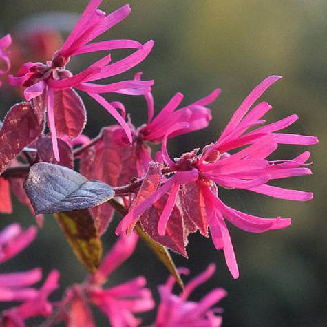 Loropetalum chińskie Fire Dance (C2)