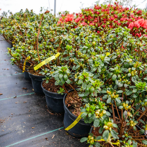 Azalia japońska Kermesina Rosé (C2)