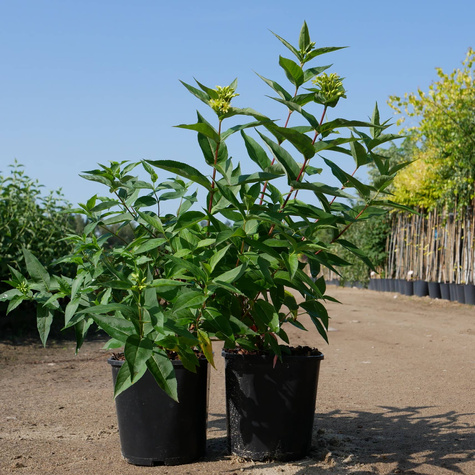 Zadrzewnia bezogonkowa Butterfly (C2)