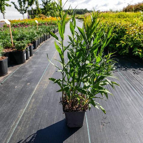 Aster krzaczasty Peter Harrison różowy niski (C2)