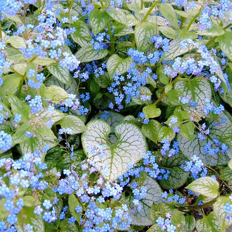 Brunnera wielkolistna Jack Frost (C2)